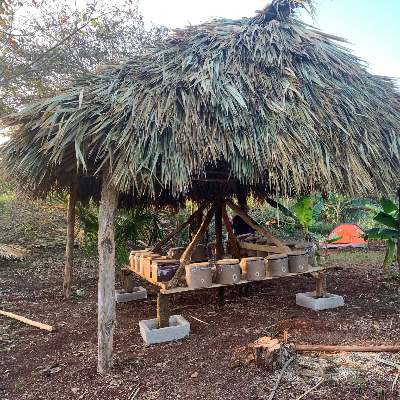 Thatched roof structure in a natural setting with trees and a clear sky.