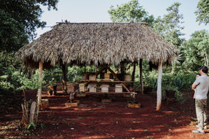 Miel Melipona beecheii - 80gr