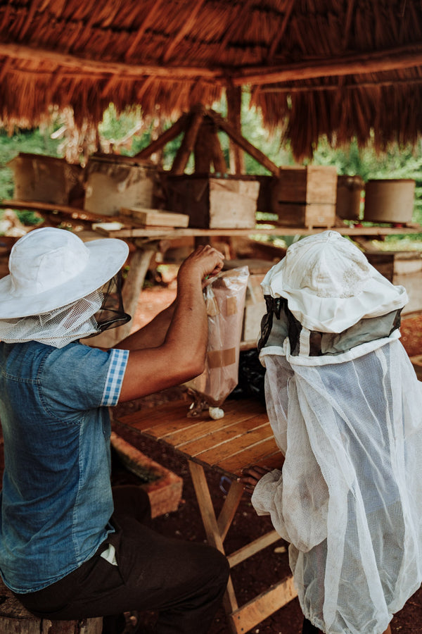 Miel Melipona beecheii - 80gr