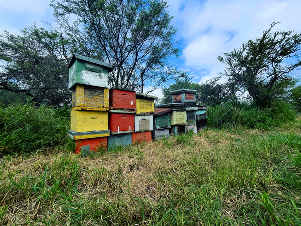 Apis Honey - Varaduz Flowering 400gr