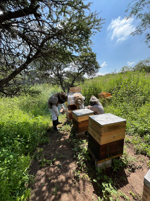 Apis Honey - Mezquite Flowering 400gr