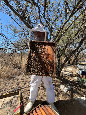 Apis Honey - Mezquite Flowering 400gr