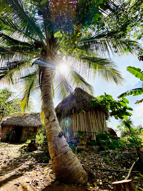 Miel Melipona beecheii - 80gr