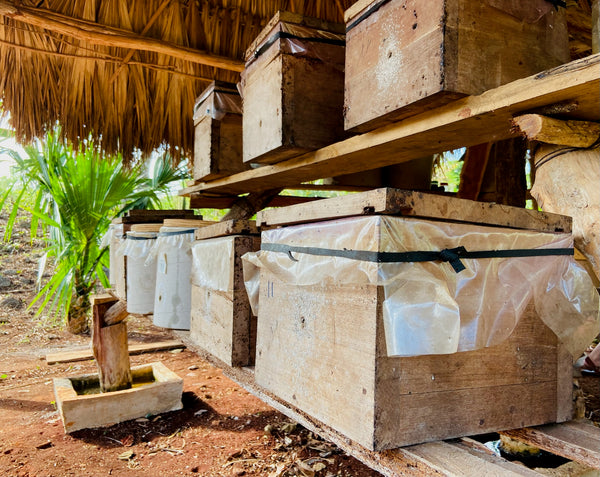 Miel Melipona beecheii - 80gr