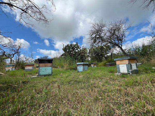 Apis Honey - Varaduz Flowering 400gr