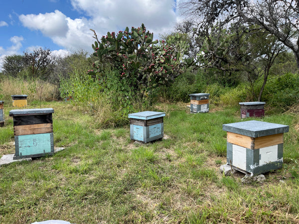 Apis Honey - Varaduz Flowering 400gr