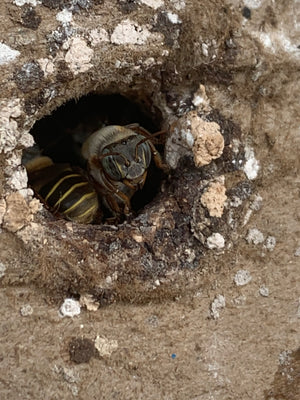 Miel Melipona beecheii - 80gr