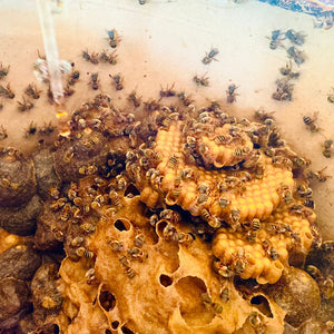 Miel Melipona beecheii - 80gr