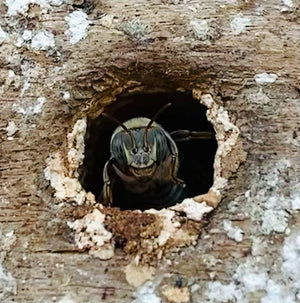 Miel Melipona beecheii - 80gr